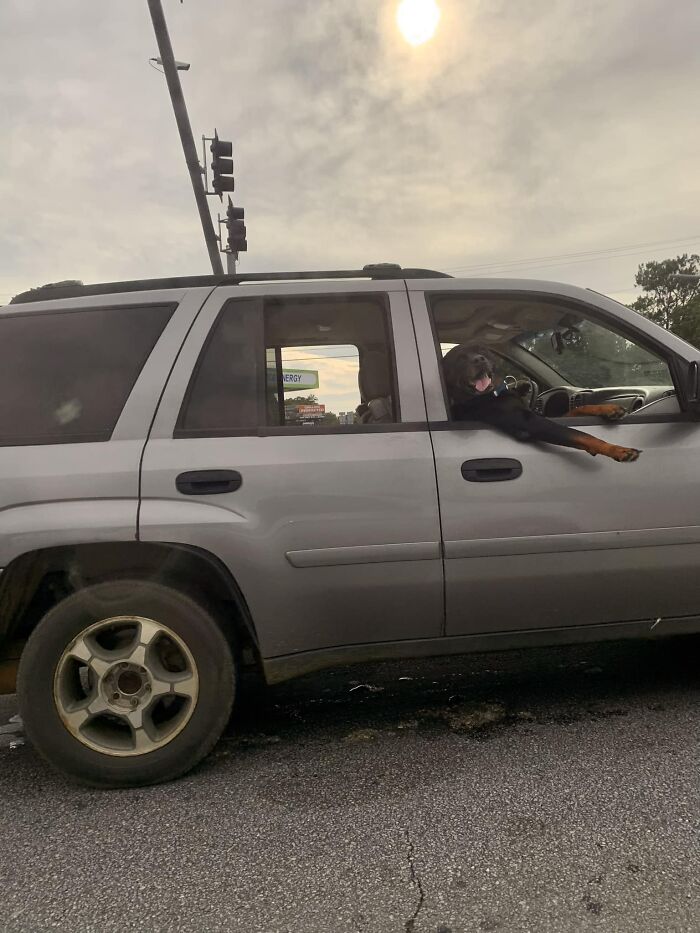 This Dog Was Trying To Hit On My Momma Today In Traffic. I Love My Dad, But My New Stepdad Pretty Cute, Tho