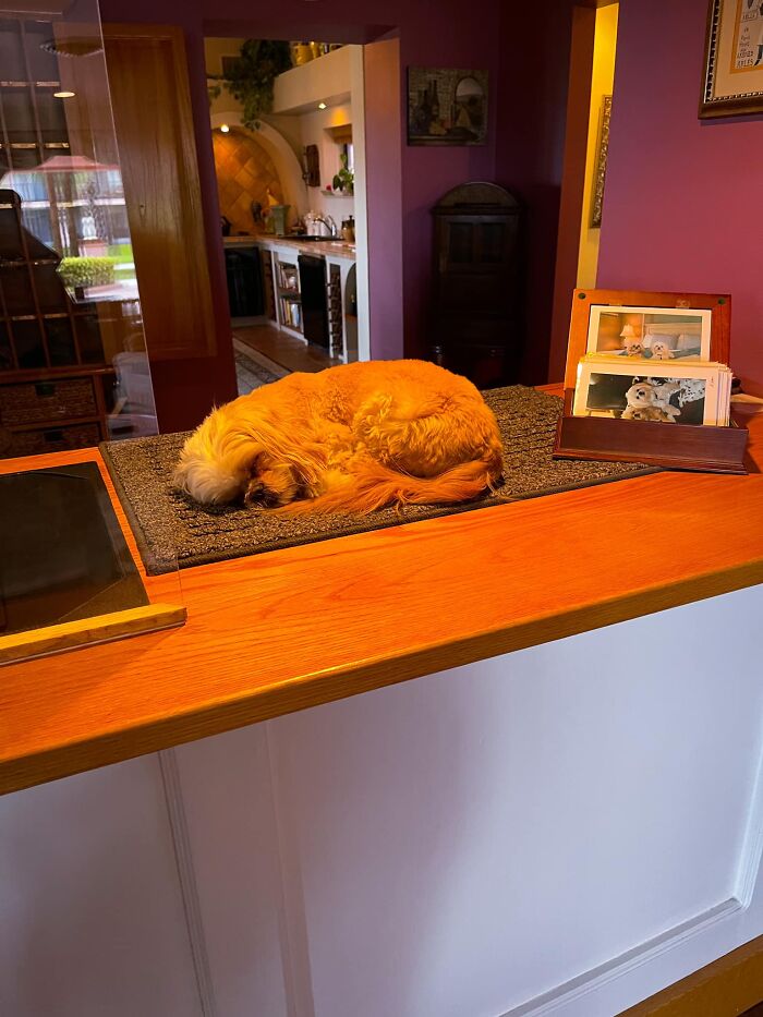 Just Checked Into The Inn At Cocoa Beach And This Was Our Front Desk Greeter, Lucy. She Was Sleeping On The Job But Still Killing It ❤️