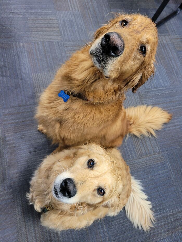 These Two Rescue Babies Came Into My Work Today I Could Barely Function