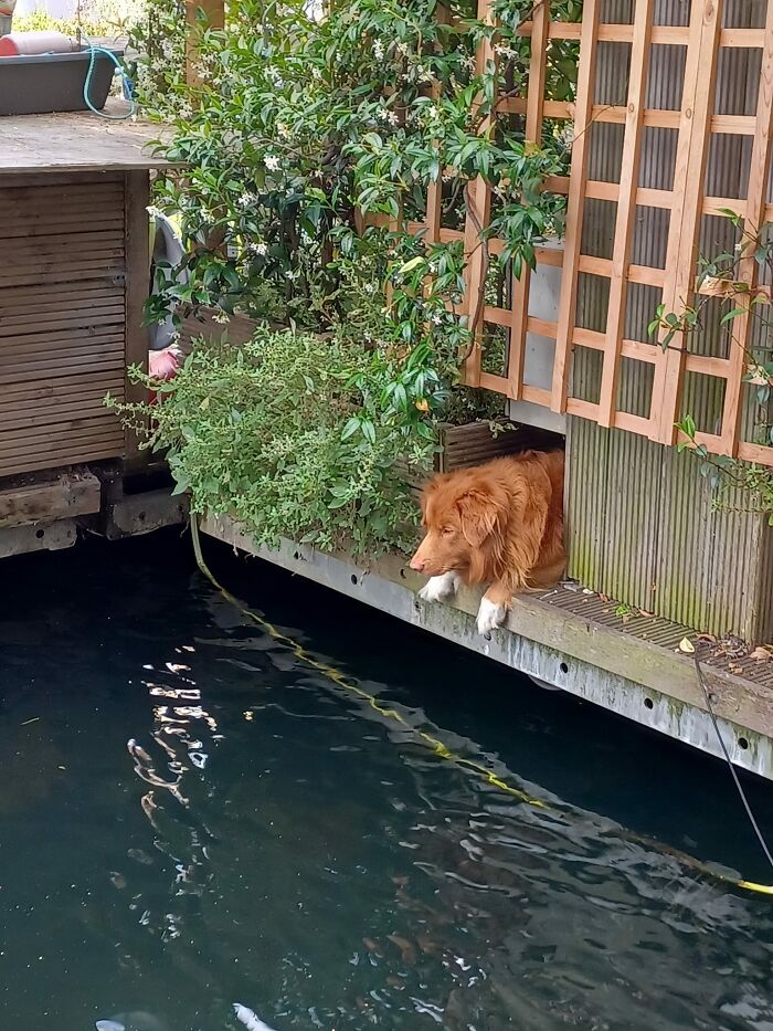 A Contemplative Nova Scotia Duck Tolling Retriever In The London Borough Of Hackney