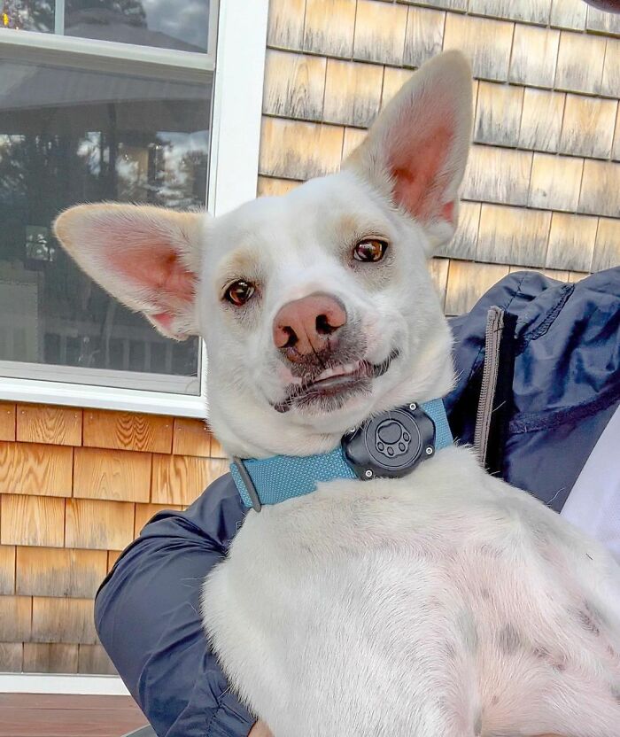 Guy Never Wanted A Dog, Now He Goes All Out For Their Birthday Pawties