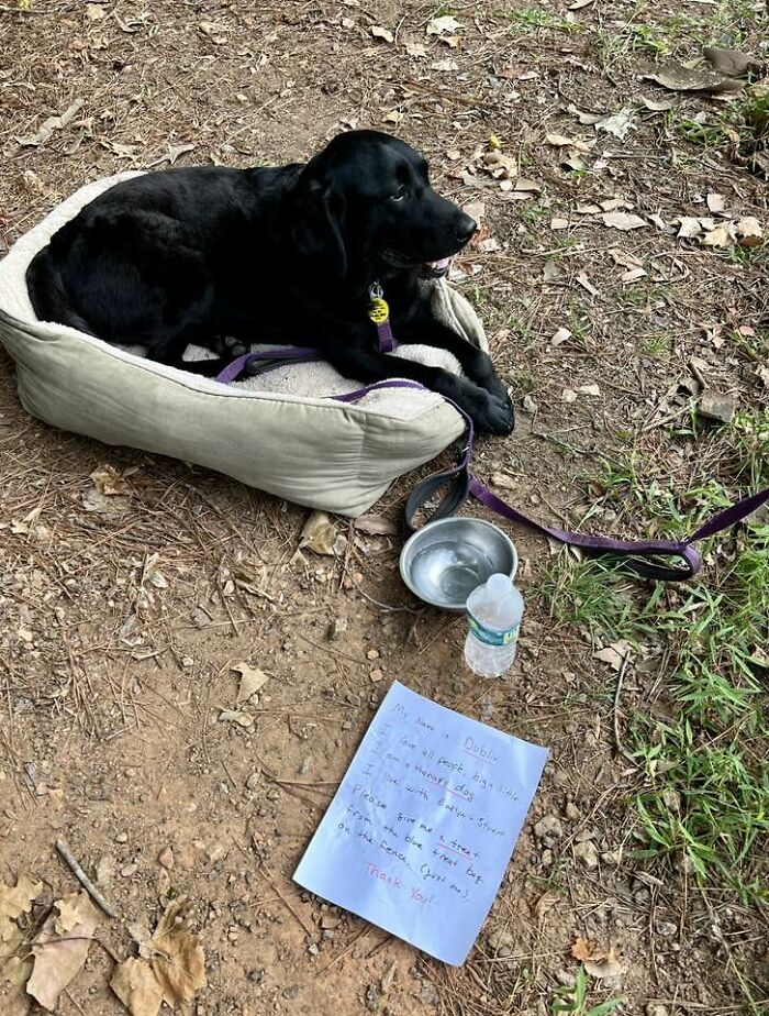 I Had The Honor Of Meeting Dublin Outside The Pickleball Courts Today Cheering On His Human While She Played! All Relevant Details Are In The Note 😊 10/10 I’d Play Here Again Just To Give Him Scratchies!