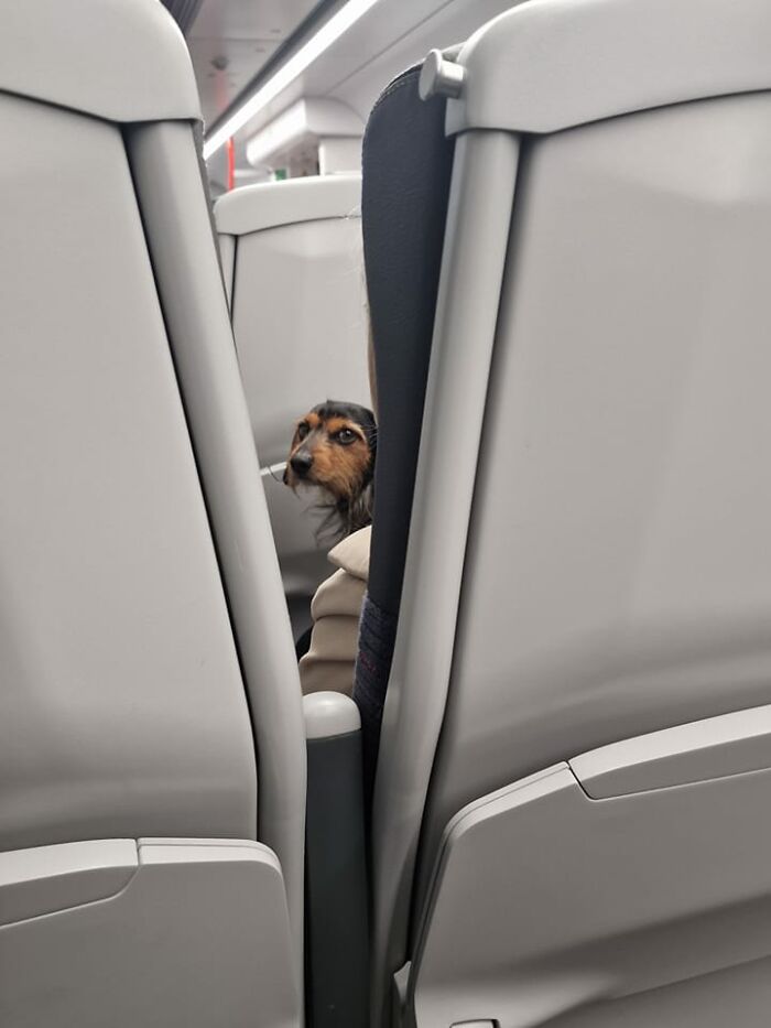 Scuffy Sausage Spotted On His Morning Commute