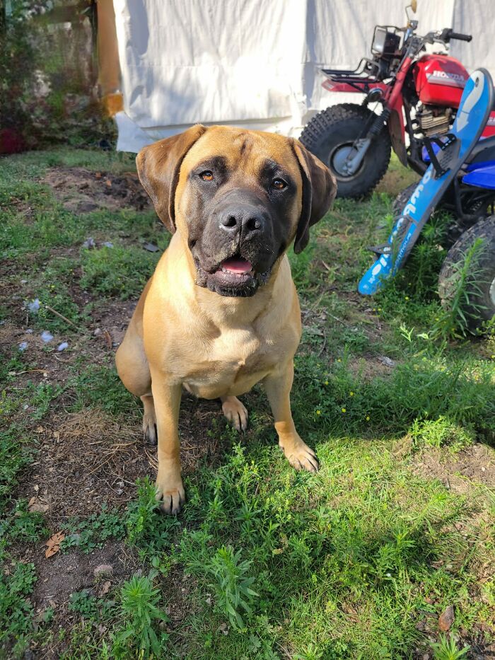 Stella The 10 Month Old English Mastiff. Her One Goal In Life Is To Make Sure Any Kid Around Her Is Safe