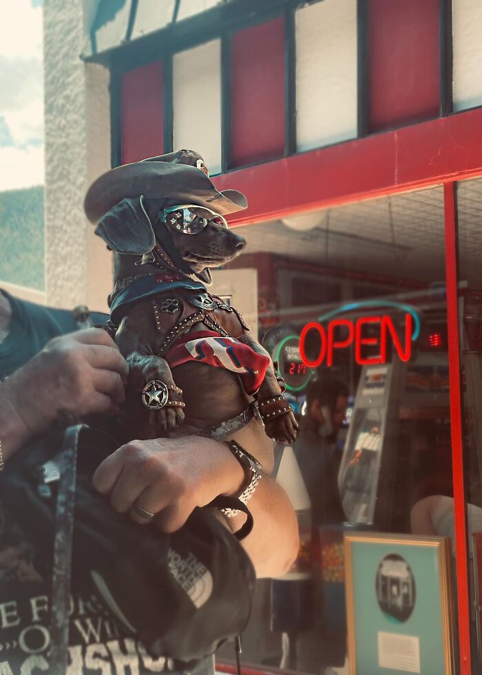 Spotted This Rootn’ Rootn’ Cowgirl Named Buttercup In Manitou Springs, Colorado