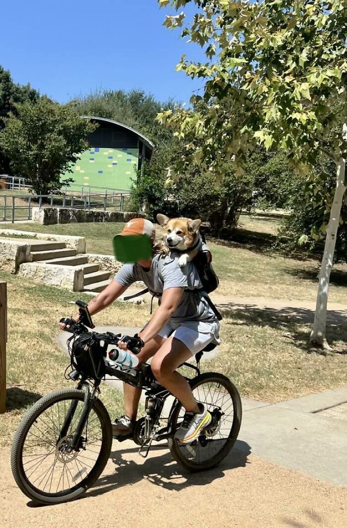 9.5 Y/O Corgi In Austin W/Mom Before The Heat Takes Over The Day