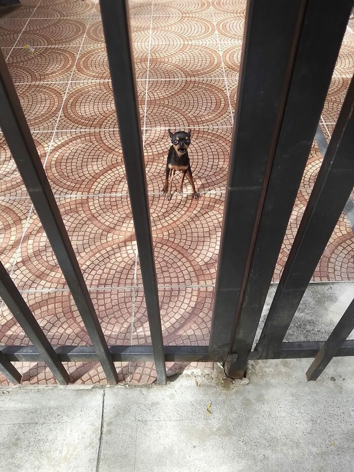 World's Tiniest Guard Dog