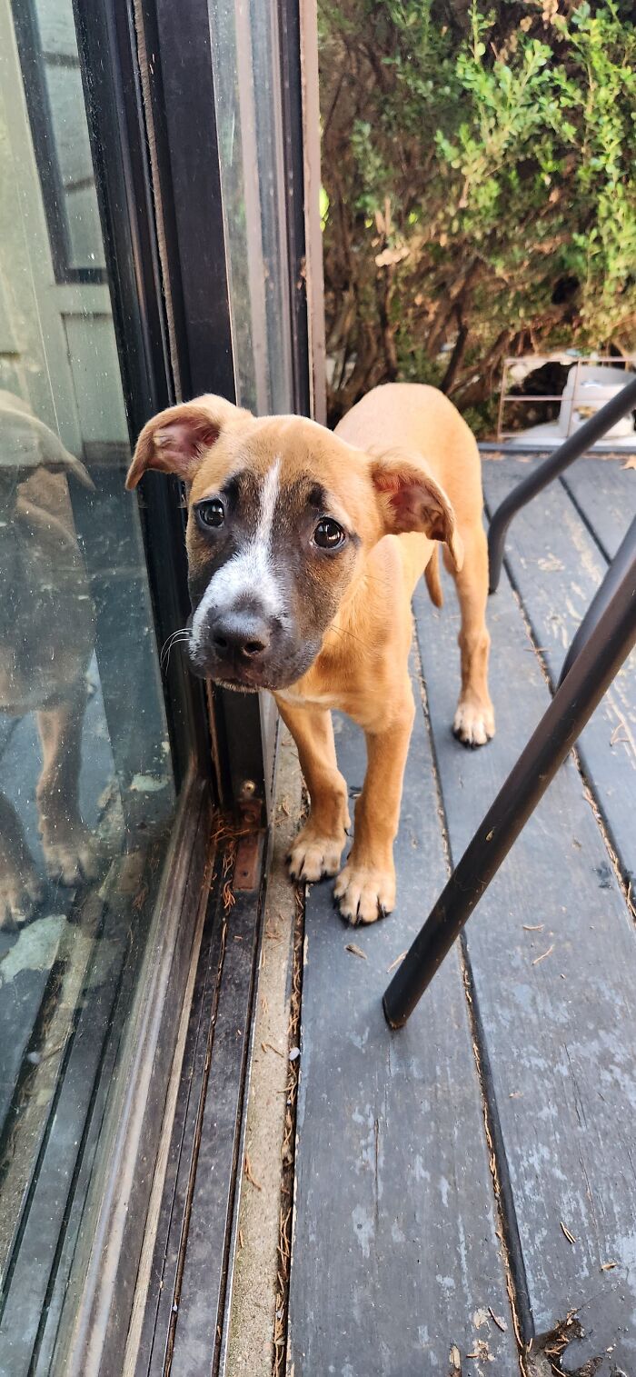 This Puppy Appeared In My Sister's Front Yard. We Are Looking For Her Owners But She Looks So Sad With Her Eyebrows
