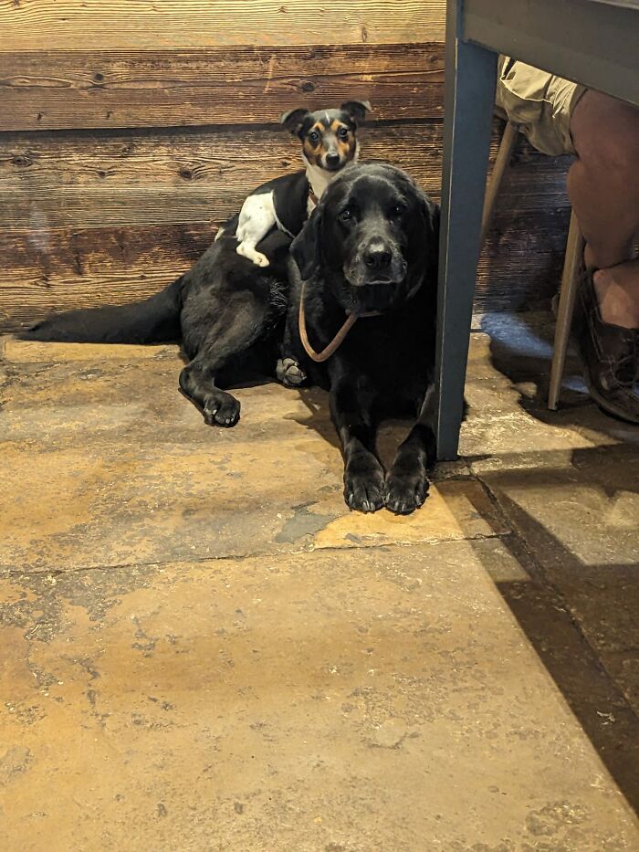 I Noticed The Little Lady First... Then Her Cushion Wagged!