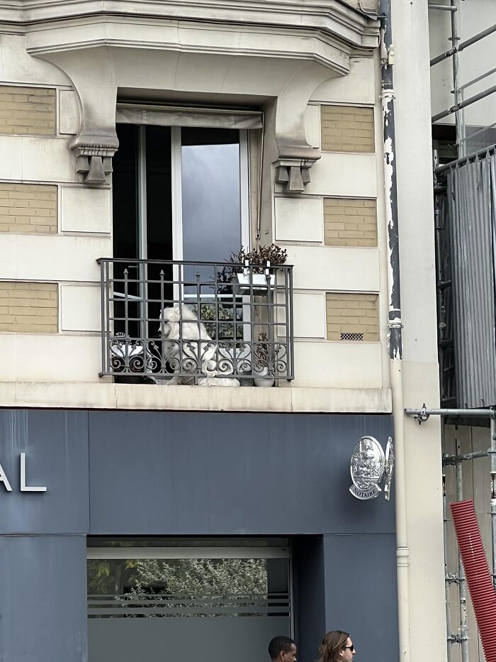 Spotted A French Good Boi In Paris