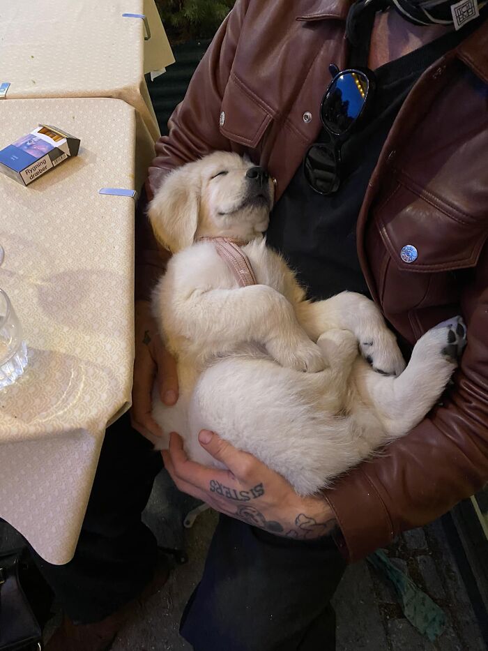 Spotted This Little Golden Puppy Outside A Bar In Copenhagen. Her Name Is Pamela Anderson 🥹 Her Humans Allowed Me To Say Hi And Take A Pic ❤️
