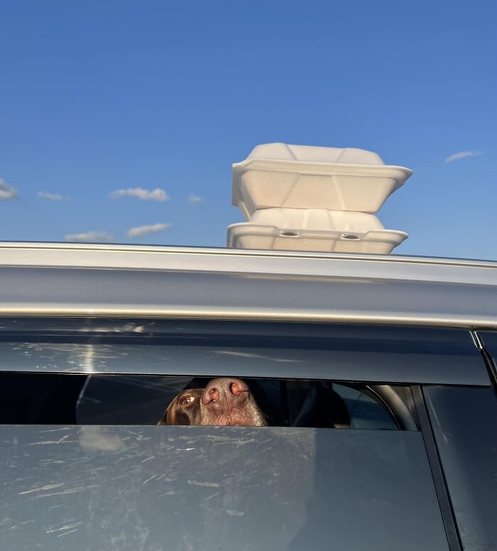 Me: Oh, No, That Family Forgot Their Leftovers On Top Of Their Car! *notices The Eager Passenger*