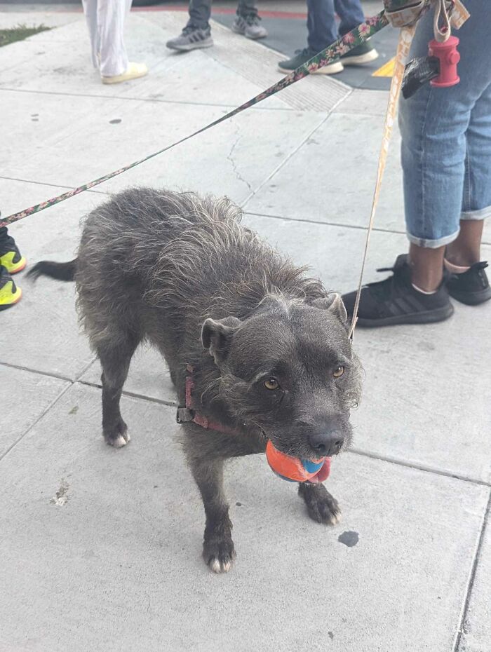 My Sister Spotted This Warthog In San Francisco While Getting Ice Cream