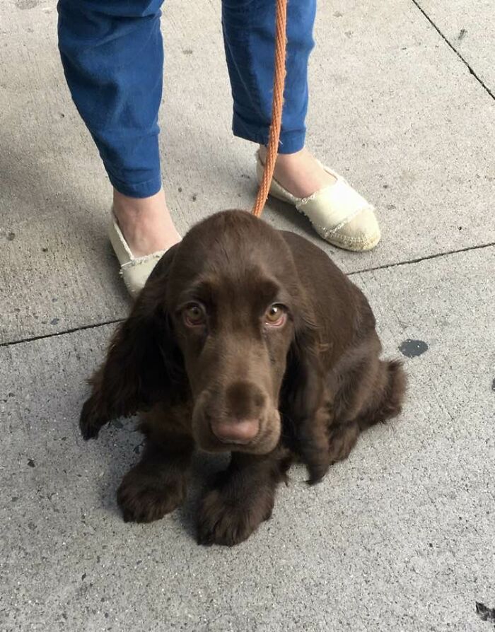 Nella, 3 Month Old English Field Spaniel. Madison Avenue In Manhattan. 7/31/23