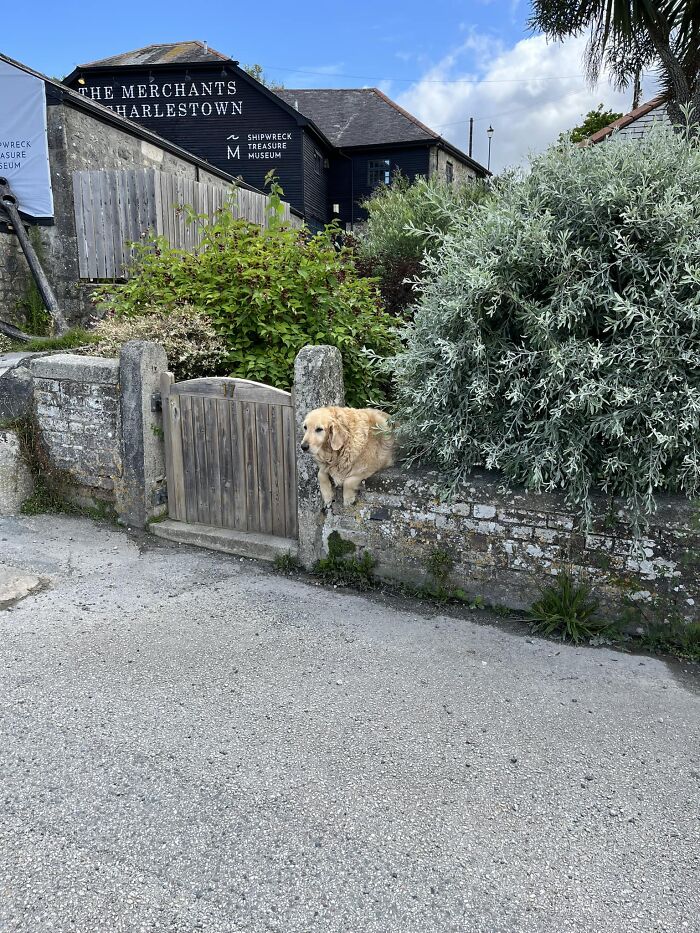 The Goodest Of Boys Waiting For Pats In Charlestown Cornwall