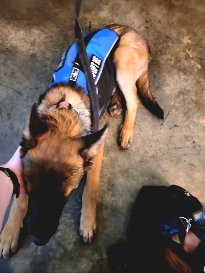 This Cutie Was All Cuddles At The Brewery! Meet Dembe! My Husband Wouldn't Let Me Adopt Him On The Spot