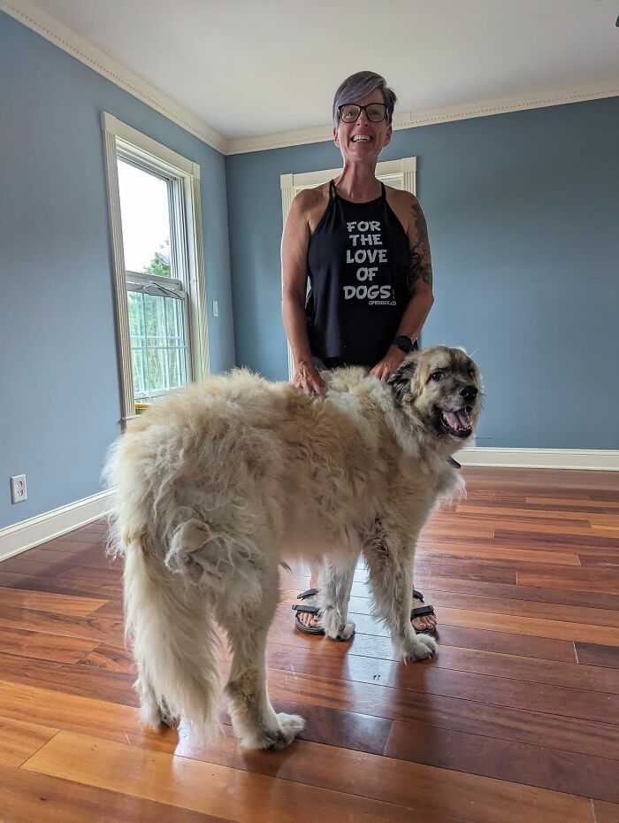 Closing The Post. I Appreciate All Of You Who Saw The Joy In This Great Gentle Giant. Unfortunately, Too Many People Are Judging His Human Because He Needs A Grooming And I Don't Have The Heart For The Negativity. My Old House Was Being Sold Again. The Owners Invited Us Over To See The Changes They Had Made. When We Arrived, I Met This Massive Pyrenees X Shepherd. He Must've Been 150lbs At Least. 10/10 For Being A Gentle Giant. Lucky Me For Having The Right Shirt On To Take This Photo
