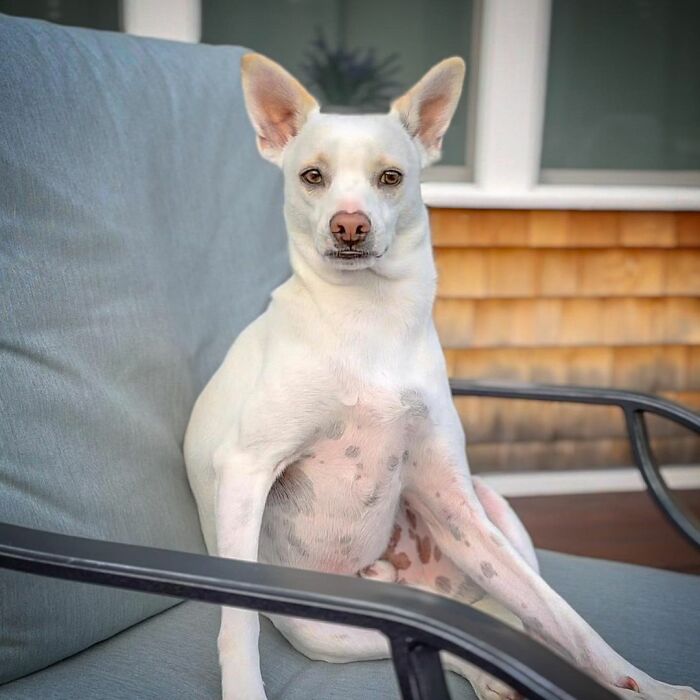 Guy Never Wanted A Dog, Now He Goes All Out For Their Birthday Pawties