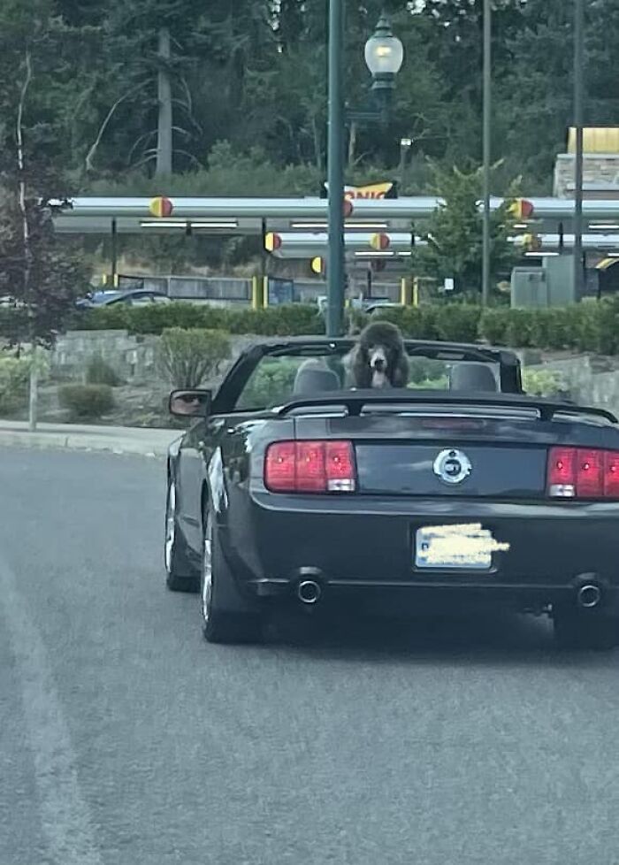 Fancy Beast Spotting Today In Olympia, Wa