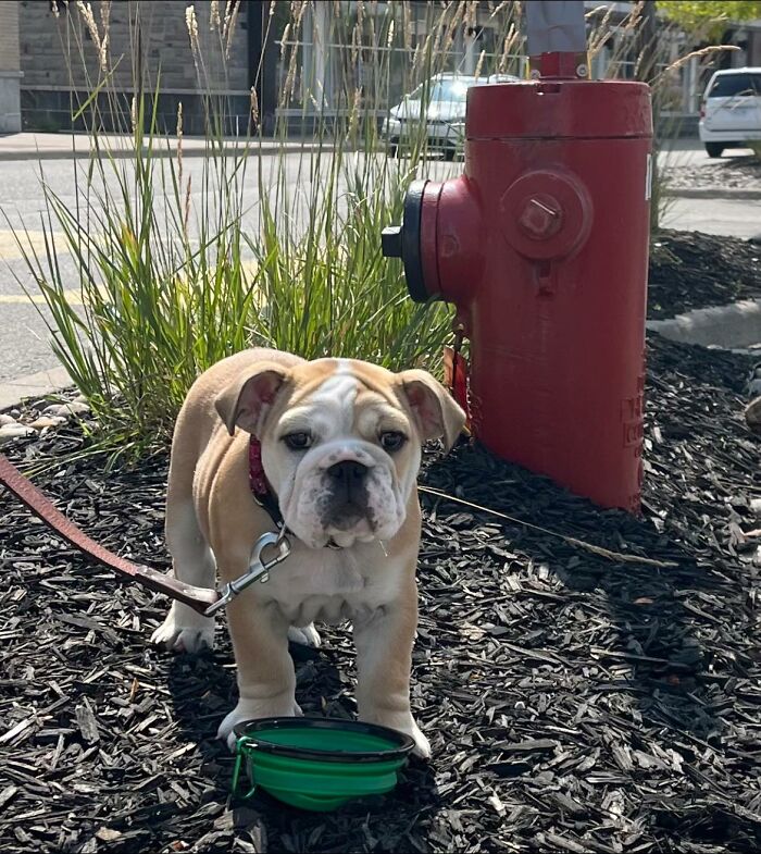 Teeny Tiny Baby Bulldog Taking A Pit Stop At The Big Box Outlet