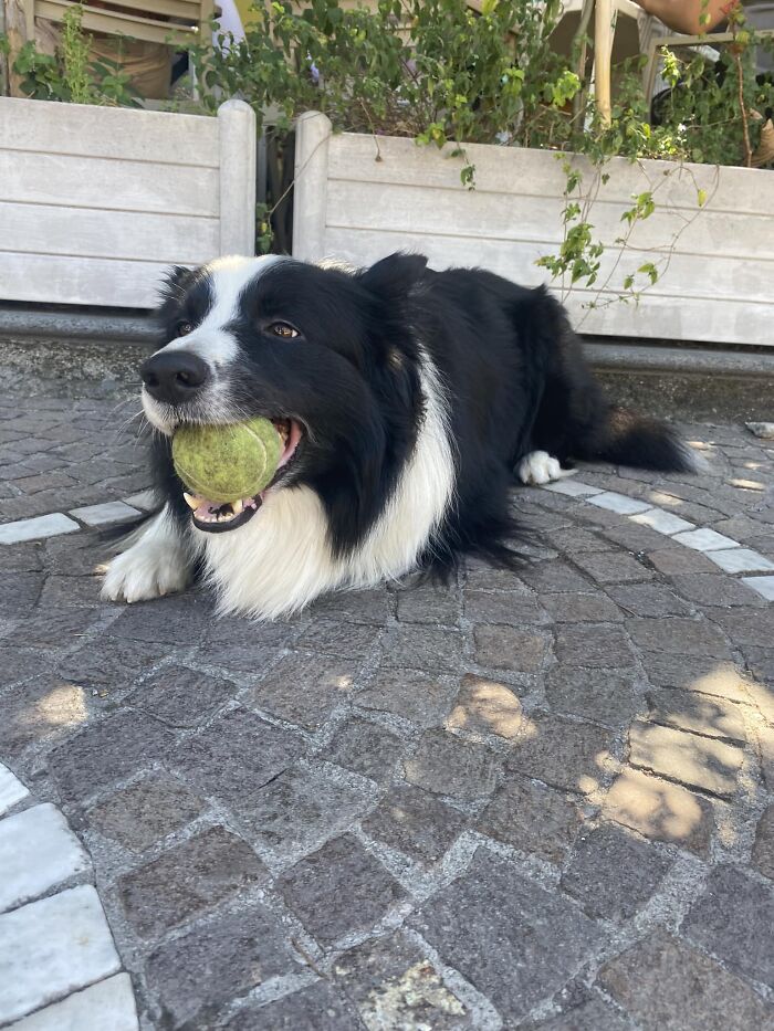 Visited Pompeii Yesterday And Found Bosco!