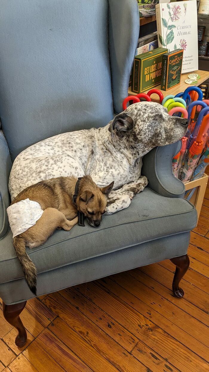 Met These Sweet Babies At A Lovely Bookstore In Baltimore!