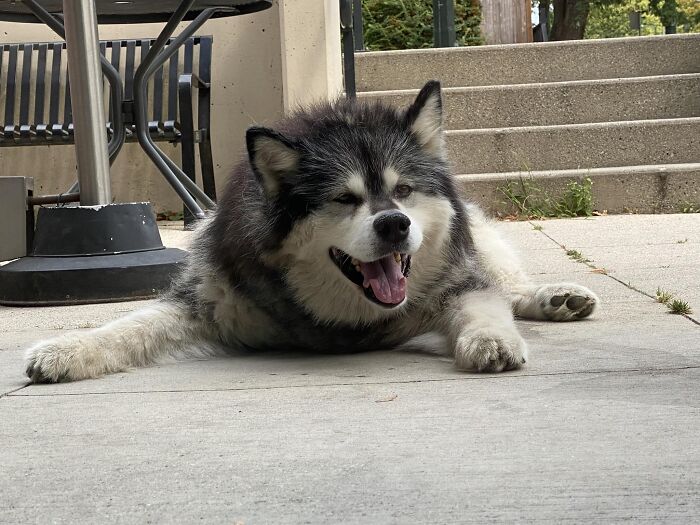 Meet Kenzie 12.5 Year Old Malamute 🥰