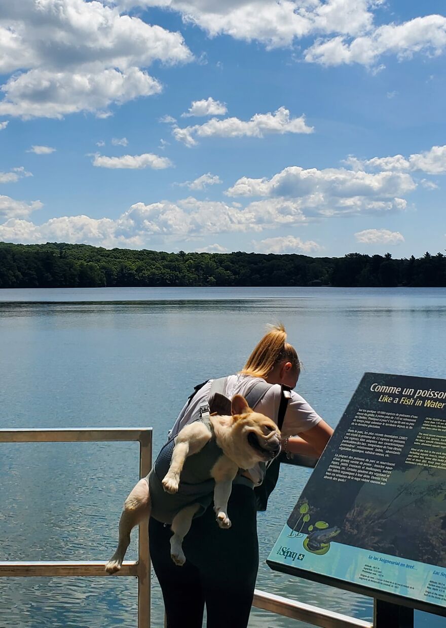 I think this doggo has a better life than most of us. Spotted near Montreal 