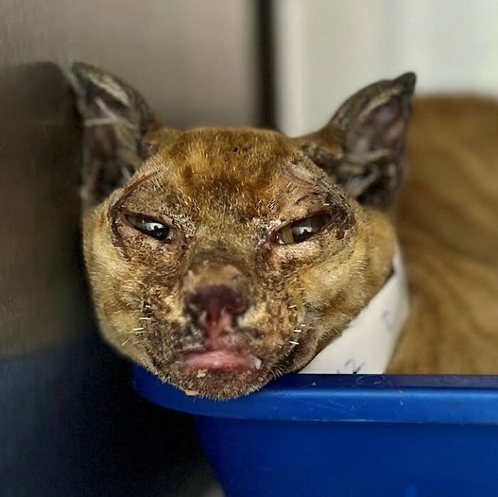 Hope Among Ashes As Maui Community Unites In Helping Wildlife Impacted By Fire