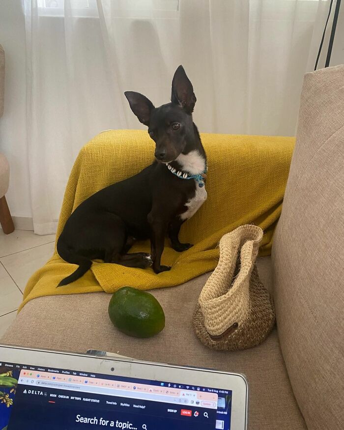 Woman Shares Anguish Over Delta Airlines Losing Her Beloved Pooch In Atlanta Airport