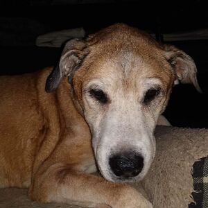 sookiestackhouse avatar