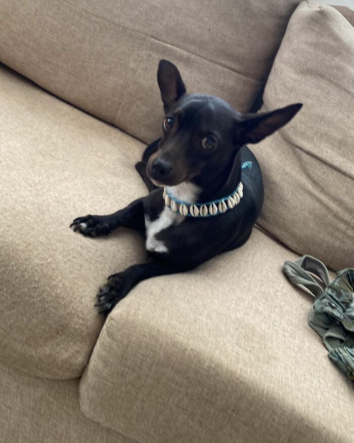 Woman Shares Anguish Over Delta Airlines Losing Her Beloved Pooch In Atlanta Airport