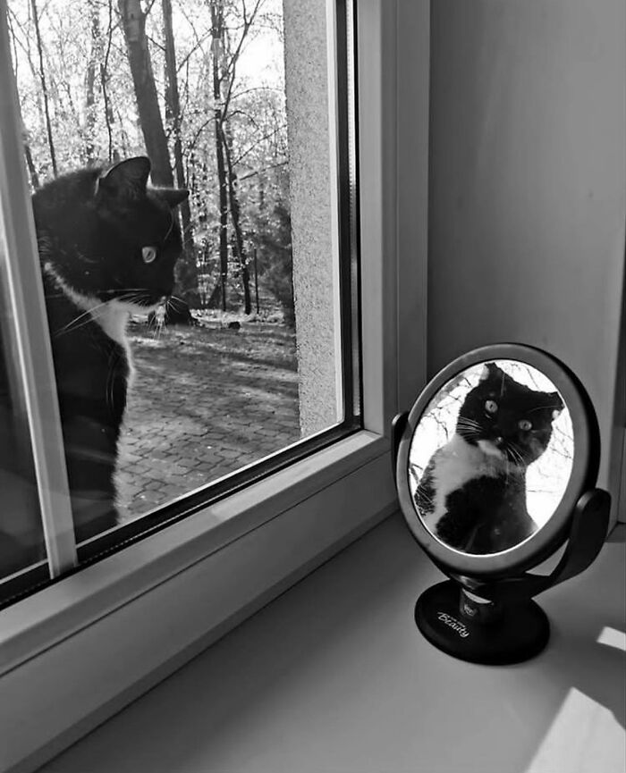 I Collected The Best Cat Photographs From This Street Photographers Account (47 Pics)