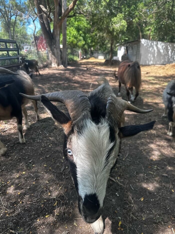 Rescue Goats And Sheep Living Their Best Life (37 Pics)