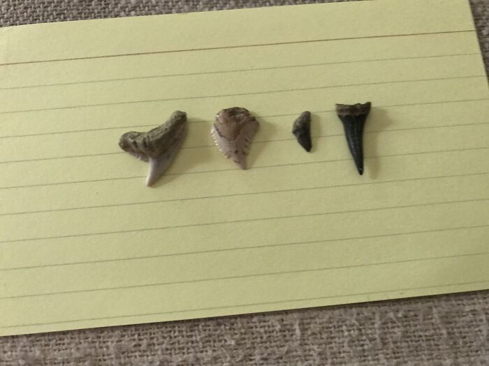 Shark Tooth Collection