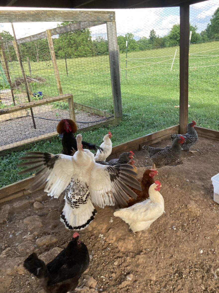 Crazy Chicken Poses Caught On Camera