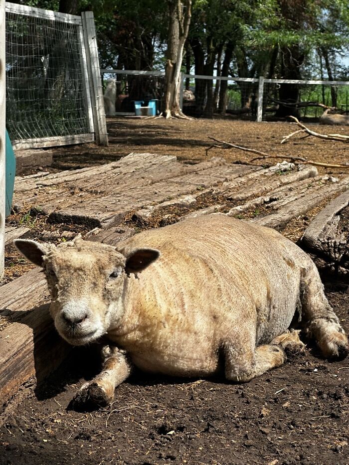 Rescue Goats And Sheep Living Their Best Life (37 Pics)