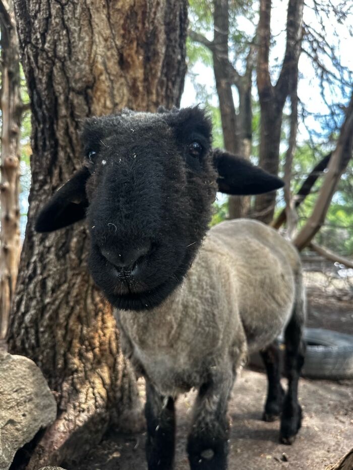 Rescue Goats And Sheep Living Their Best Life (37 Pics)