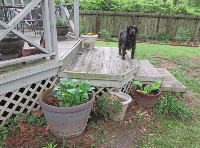 "Neighbor Doesn't Like Me Using My Own Garden"