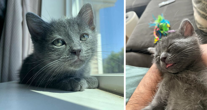 This Is Little Prosciutto. We Adopted Him 2 Weeks Ago