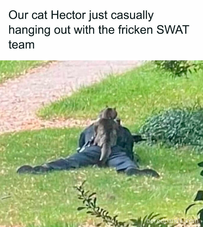 Funny-Kitty-Litterposting-Pictures