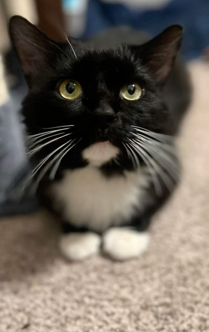 Determined Stray Comes To A Family On A Daily Basis Until They Adopt Him