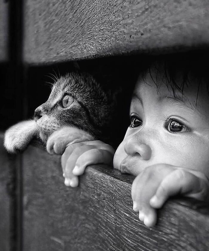 I Collected The Best Cat Photographs From This Street Photographers Account (47 Pics)