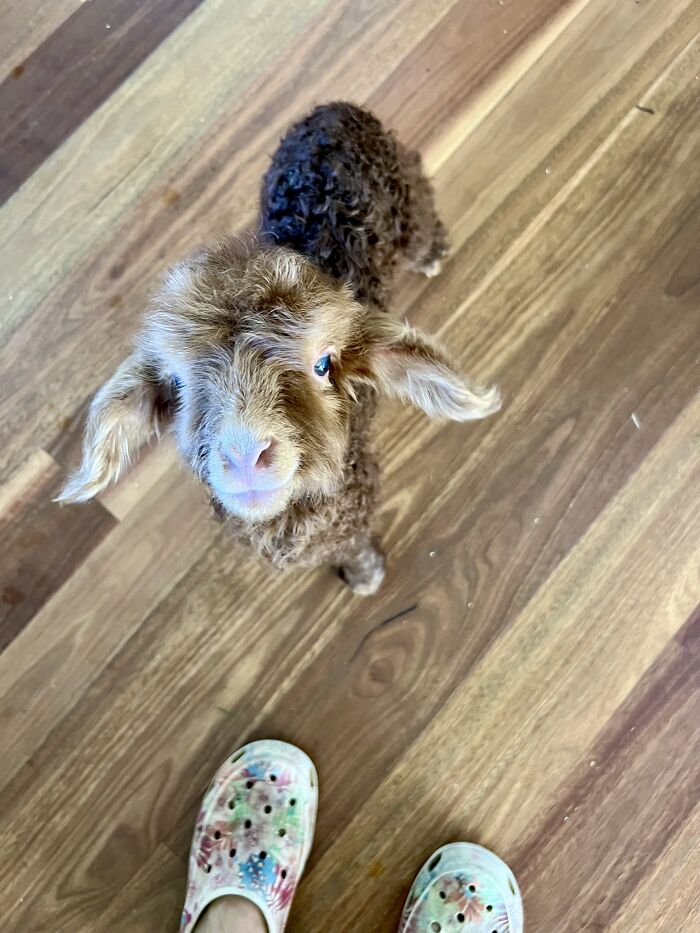 My Journey Of Hand-Rearing An Abandoned Lamb; Here Are The First Six Days