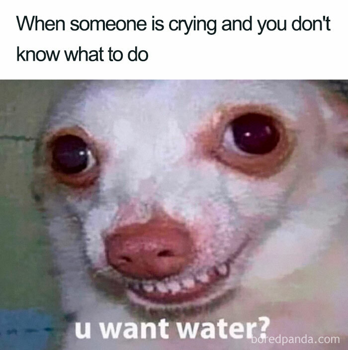 Funny meme of a dog with awkward smile, captioned "When someone is crying and you don't know what to do."