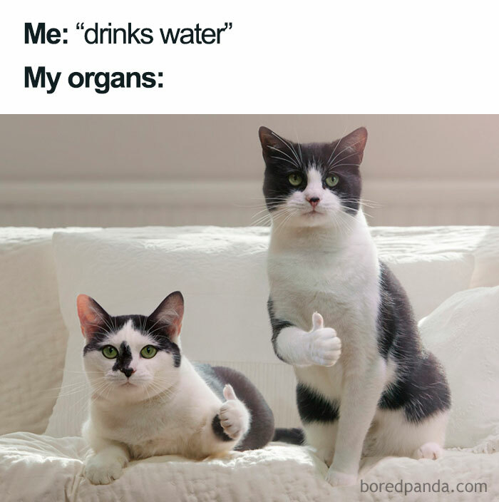 Two cats giving thumbs up, representing organs in a humorous meme about life's everyday situations.