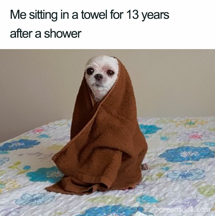 Dog wrapped in a brown towel on a bed, capturing a relatable life humor meme moment.