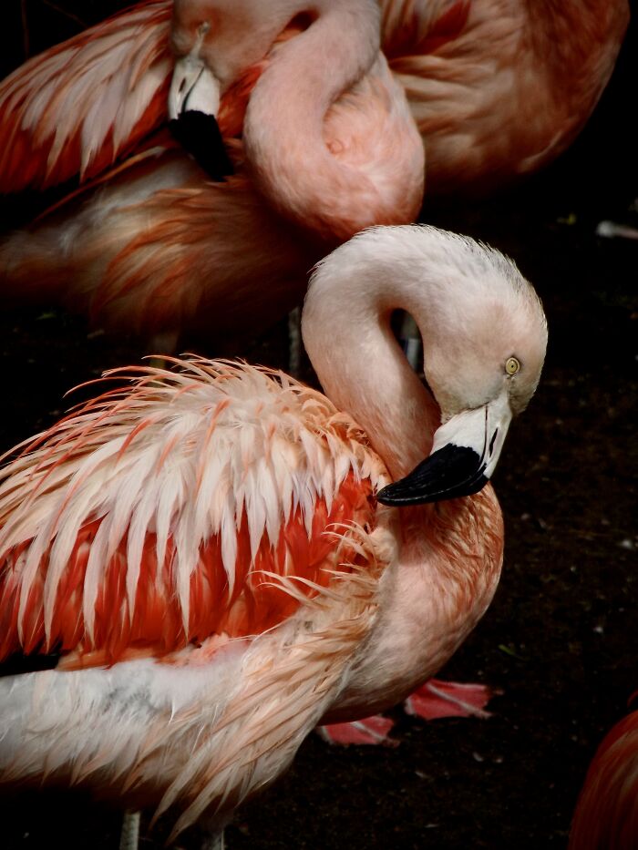 Some Other Flamingoes At The Zoo