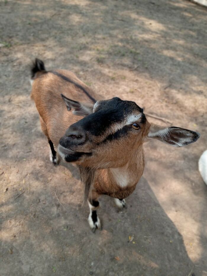 Rescue Goats And Sheep Living Their Best Life (37 Pics)