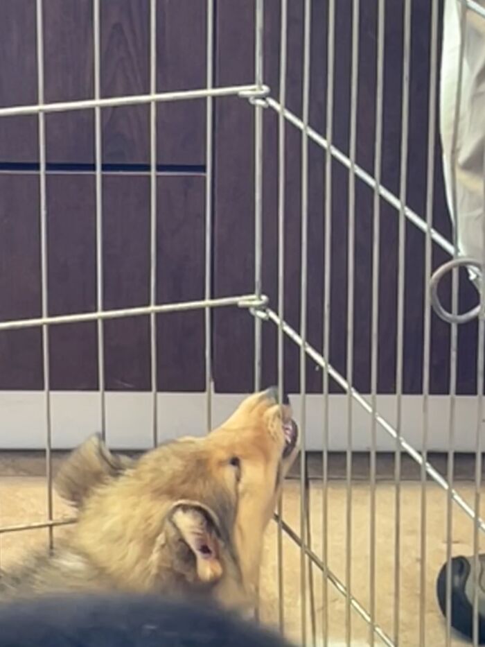 At The Vet And One Of My Puppies Fell Asleep